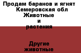 Продам баранов и ягнят!! - Кемеровская обл. Животные и растения » Другие животные   . Кемеровская обл.